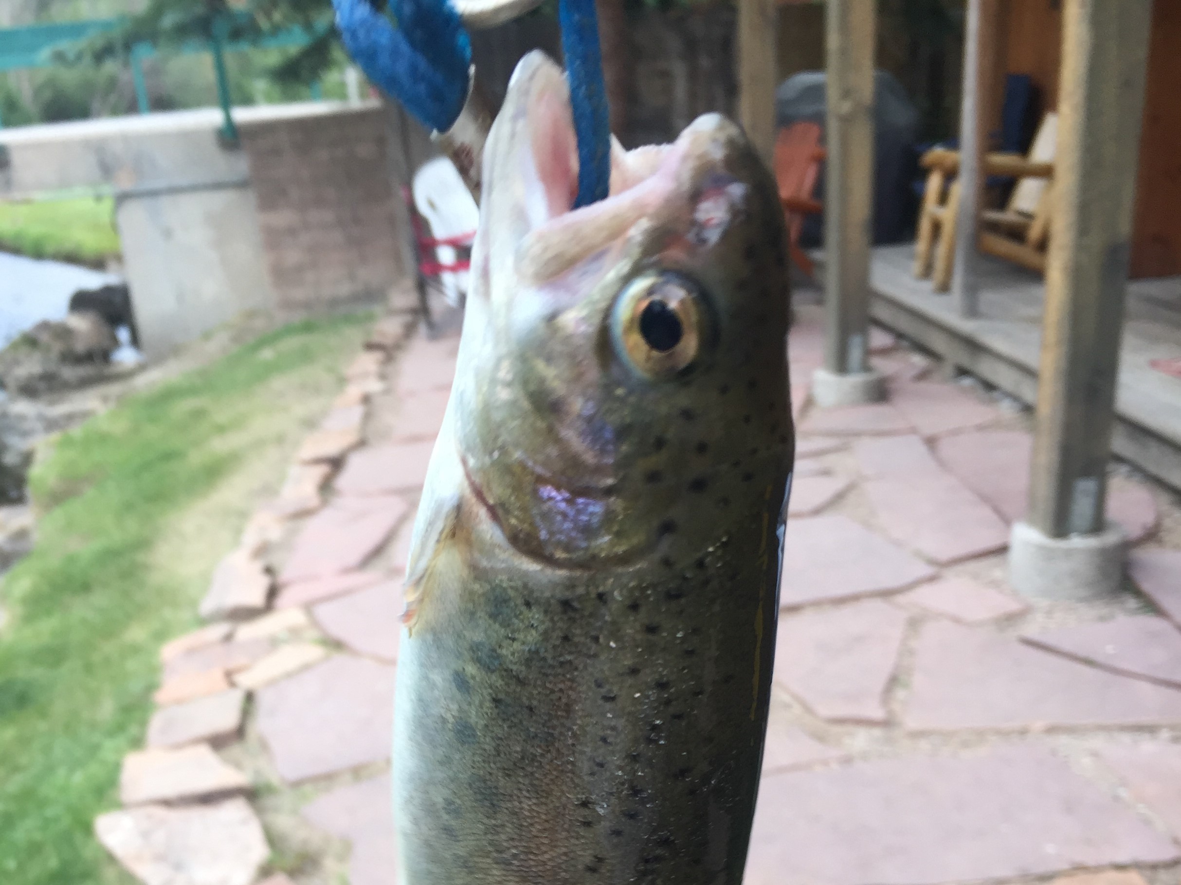 Streamside Retreat on the River with and AC