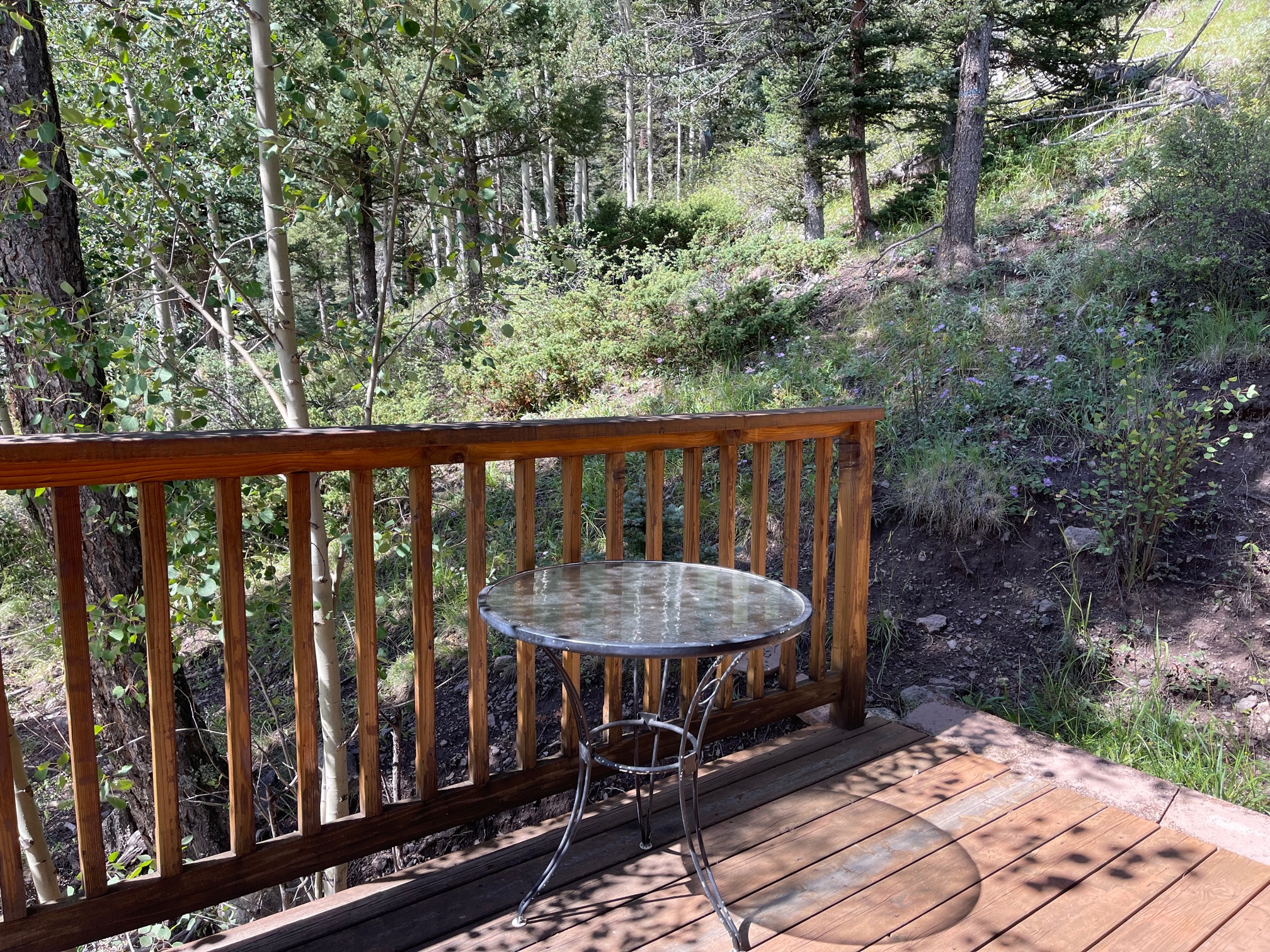 Amongst the Aspens in the Upper Valley